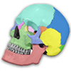 Number of Bones in the Human Skull